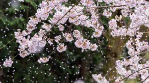 sakuranieve