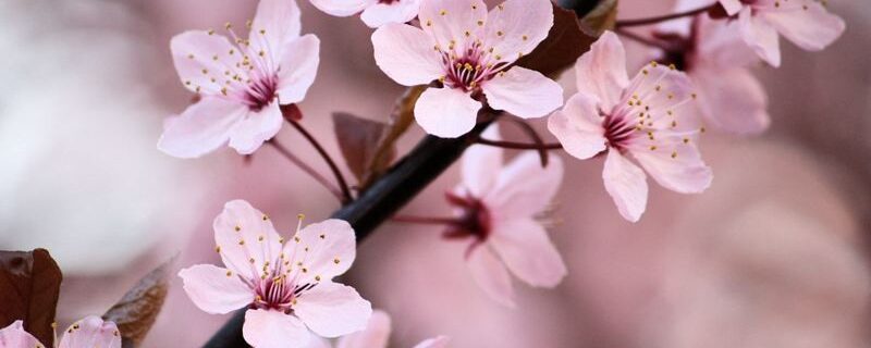 MONO NO AWARE: EL “TEMPUS FUGIT” JAPONÉS